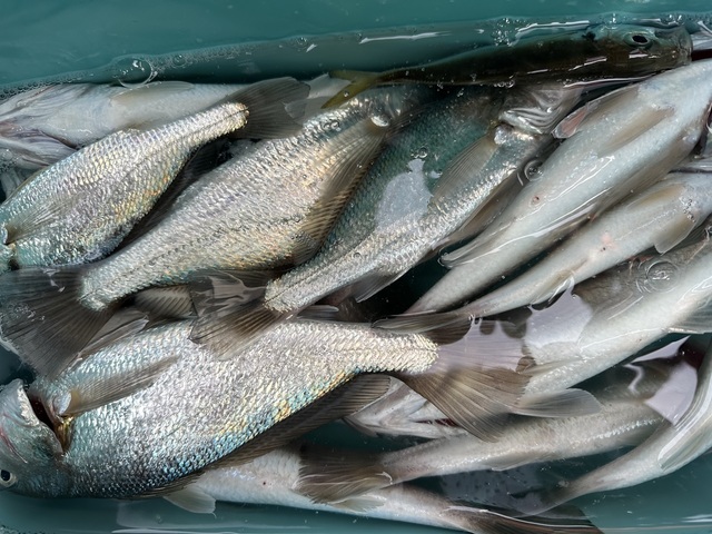 イシモチ(シログチ)