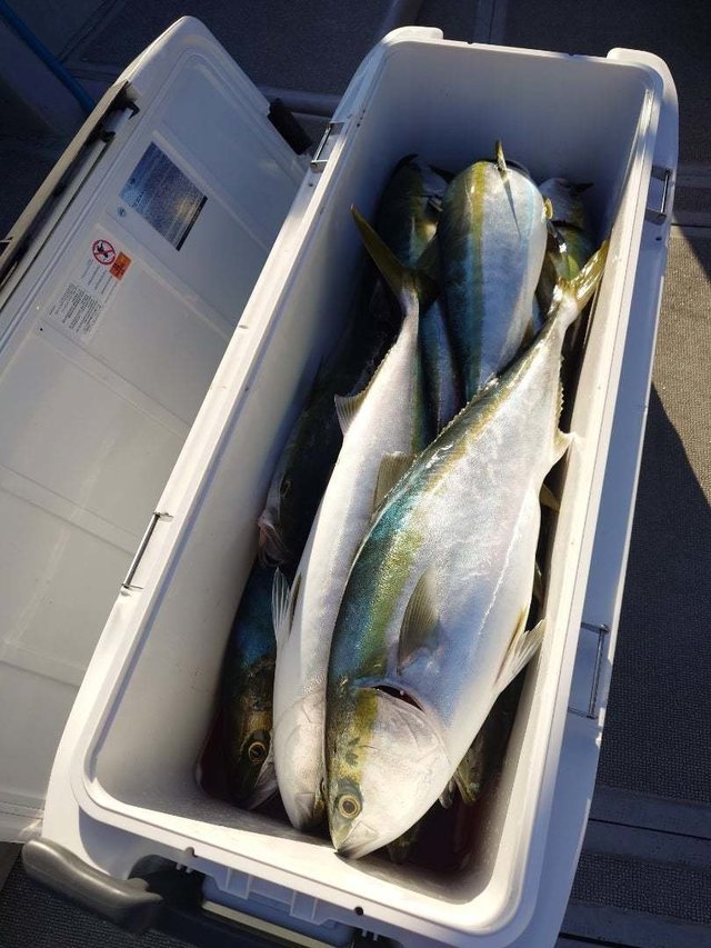 ハマチ(ブリ)・メジロ(ブリ)