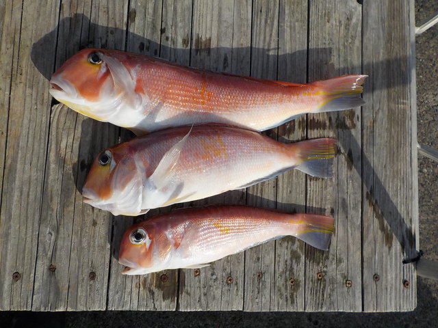 アマダイ(アカアマダイ)