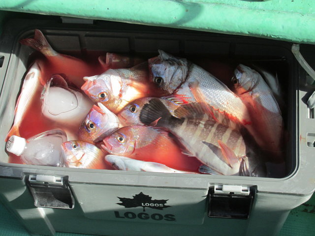 ハナダイ(チダイ)