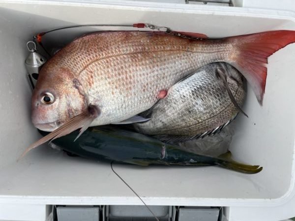 マダイ・クロダイ・イナダ(ブリ)