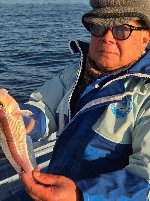 アマダイ(アカアマダイ)