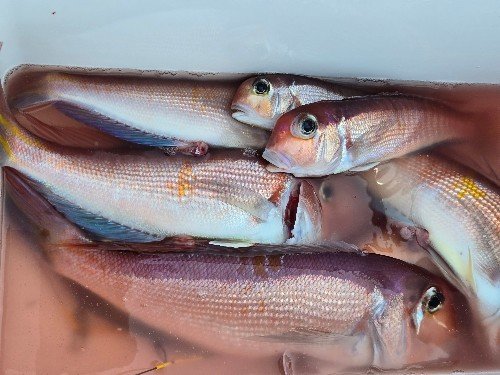 アマダイ(アカアマダイ)