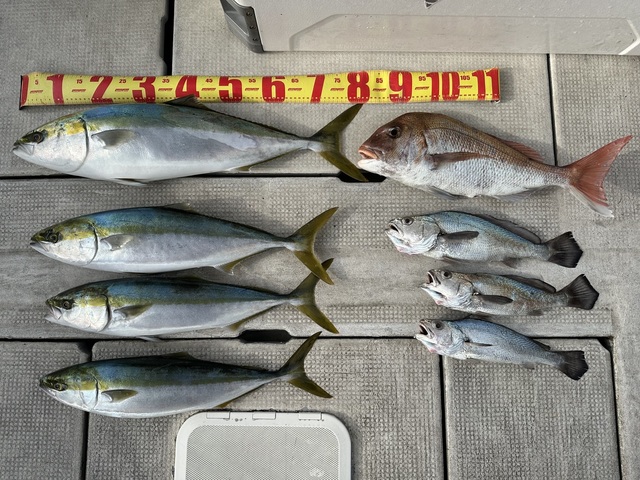 マダイ・ブリ・メジロ(ブリ)・クログチ