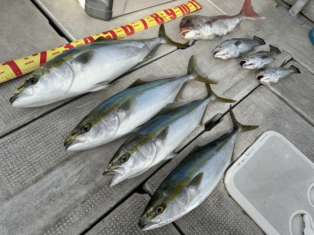 マダイ・ブリ・メジロ(ブリ)・クログチ