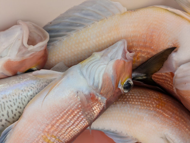 アマダイ(アカアマダイ)