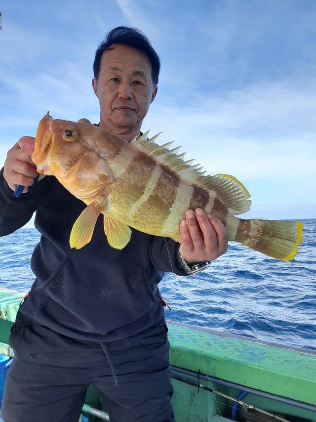 アオナ(アオハタ)