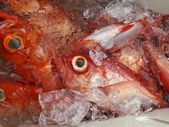 キンメ(キンメダイ)