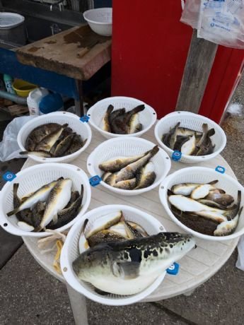 トラフグ・アカメフグ・コモンフグ・ショウサイフグ