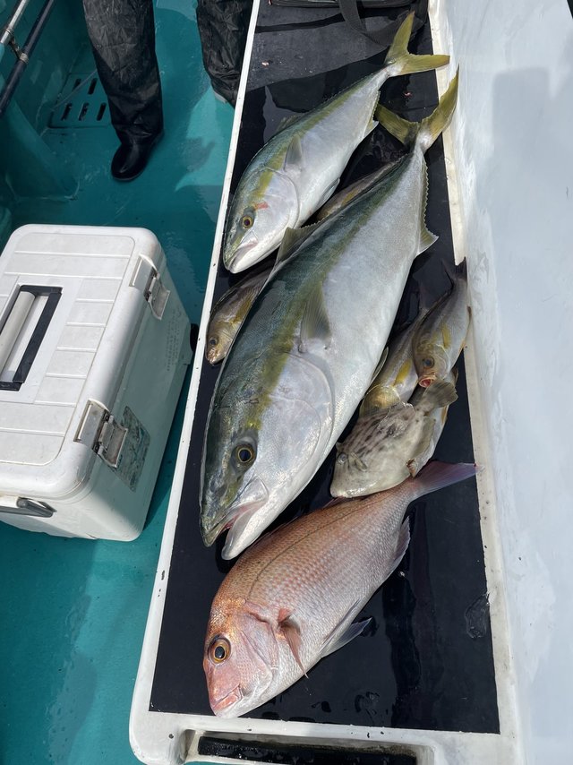 マダイ・ブリ・メジロ(ブリ)