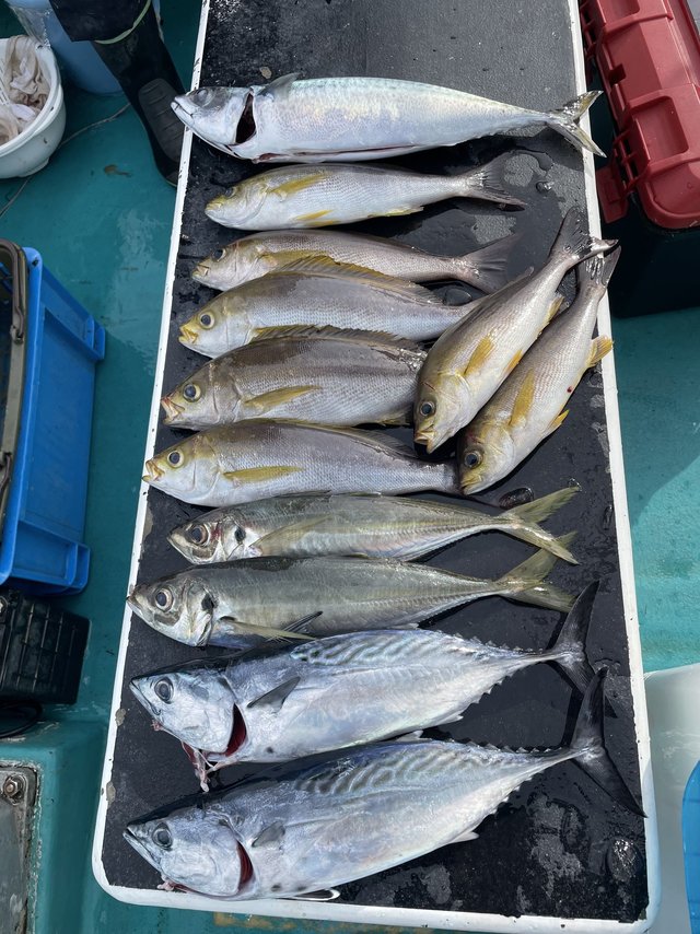 マダイ・グレ(メジナ)・ブリ・メジロ(ブリ)