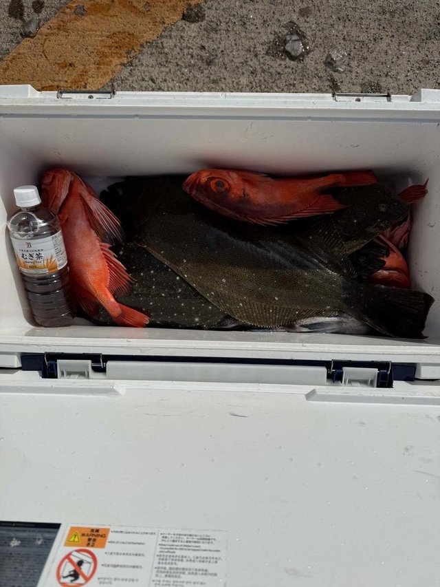 キントキ(チカメキントキ)・ヒラメ