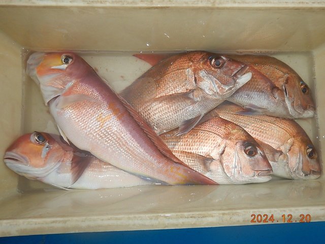 マダイ・アマダイ(アカアマダイ)