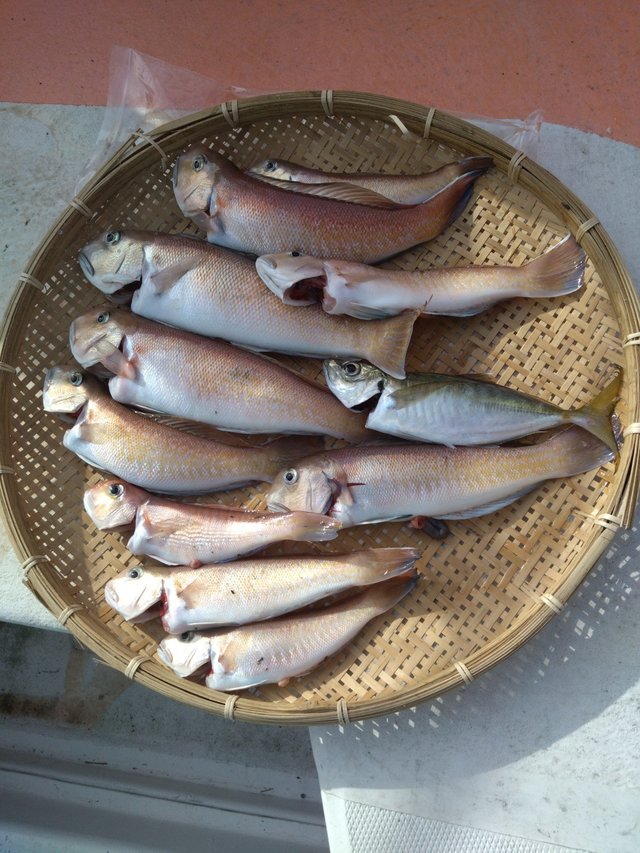 アジ(マアジ)・アカアマダイ・シロアマダイ