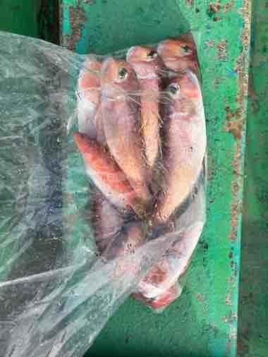 アマダイ(アカアマダイ)・ヒメコダイ