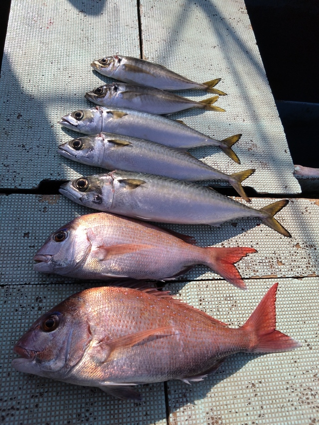 タイ(マダイ)・アジ(マアジ)・サバ(マサバ)