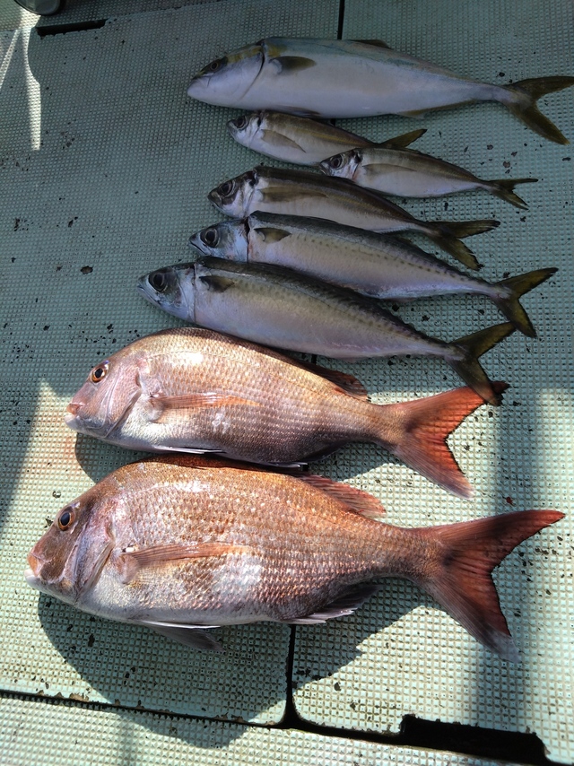 タイ(マダイ)・アジ(マアジ)・ツバス(ブリ)・サバ(マサバ)