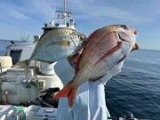 マダイ・カイワリ