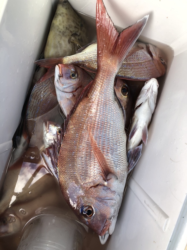 ハナダイ(チダイ)