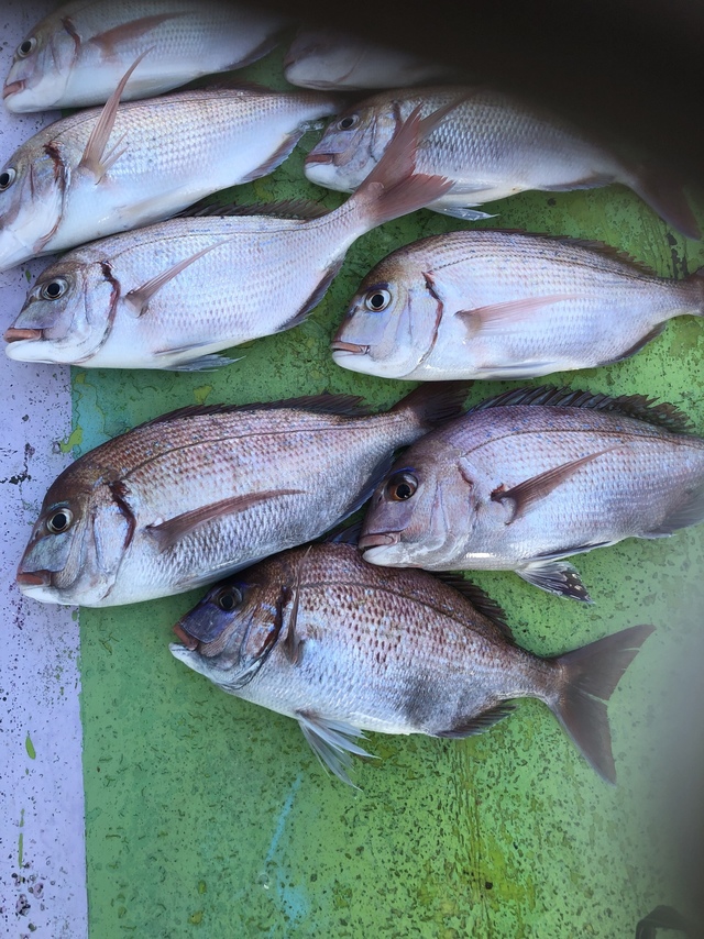 ハナダイ(チダイ)