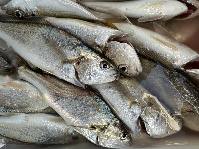 イシモチ(シログチ)