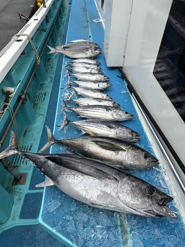 ビンチョウマグロ(ビンナガ)・キメジ(キハダ)・カツオ・メダイ