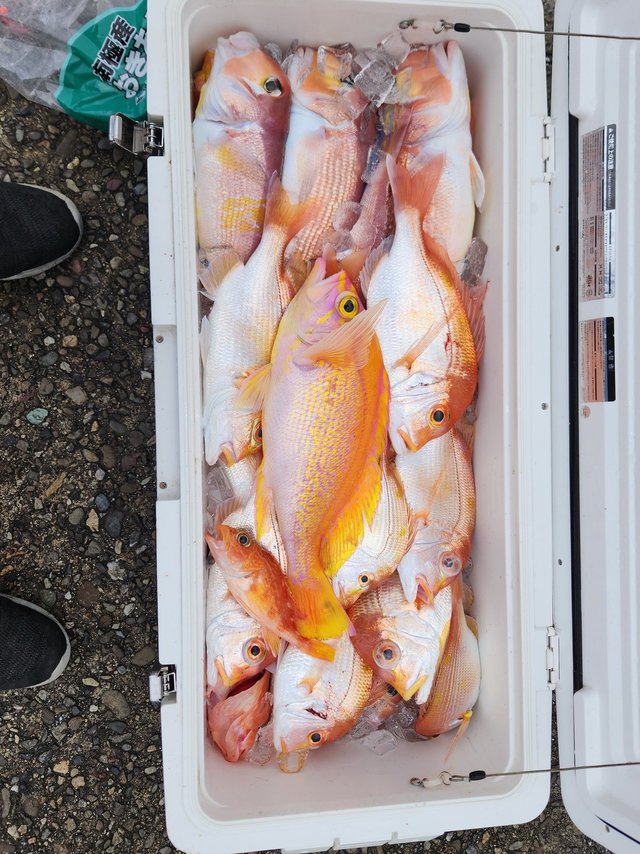 レンコダイ(キダイ)・アマダイ(アカアマダイ)