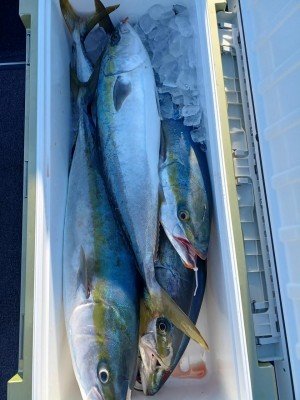 ヤズ(ブリ)・ヒラマサ