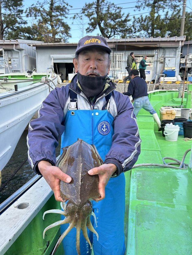 モンゴウ(カミナリイカ)