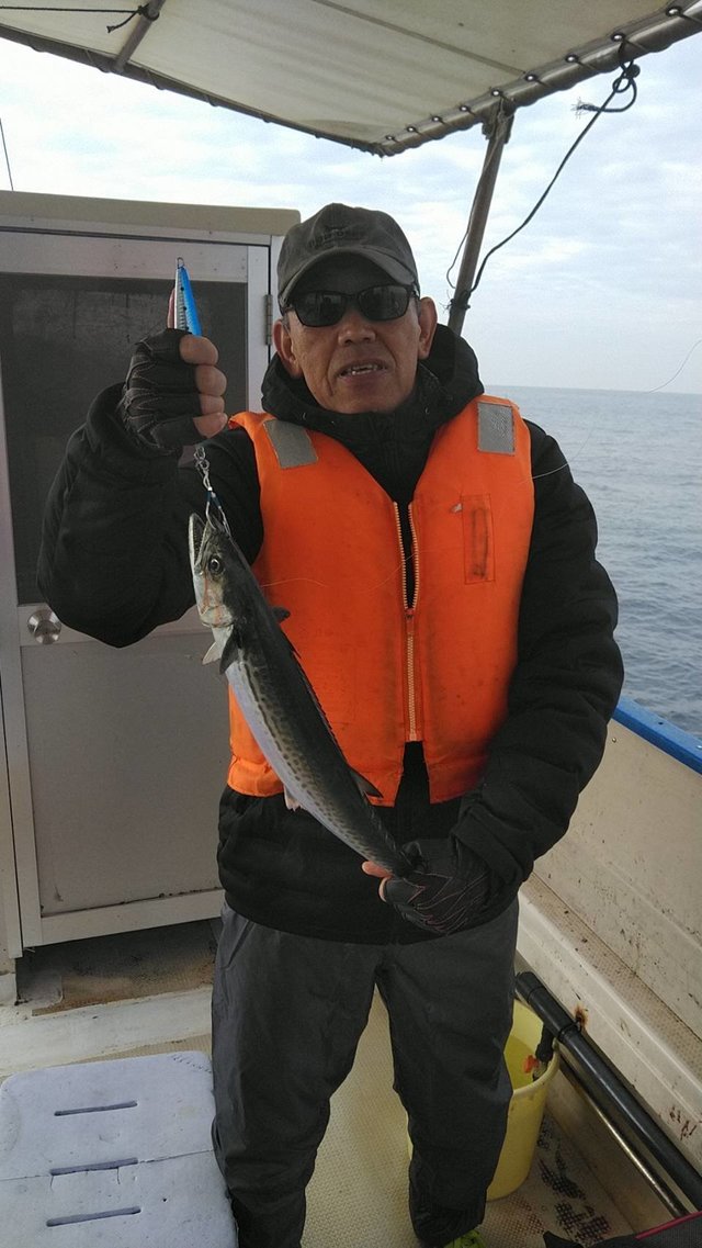 サゴシ(サワラ)