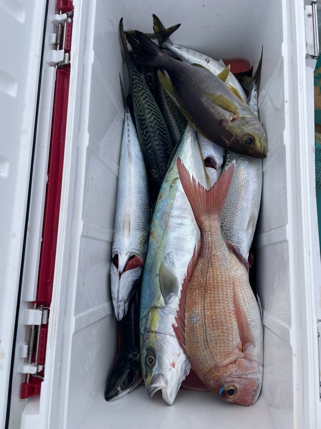 マダイ・ハマチ(ブリ)