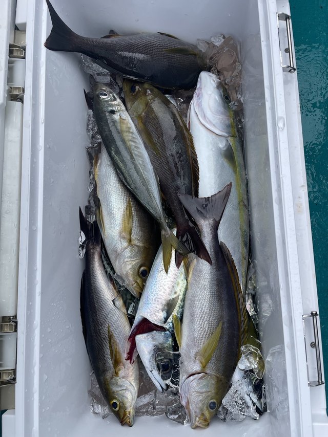 グレ(メジナ)・ハマチ(ブリ)