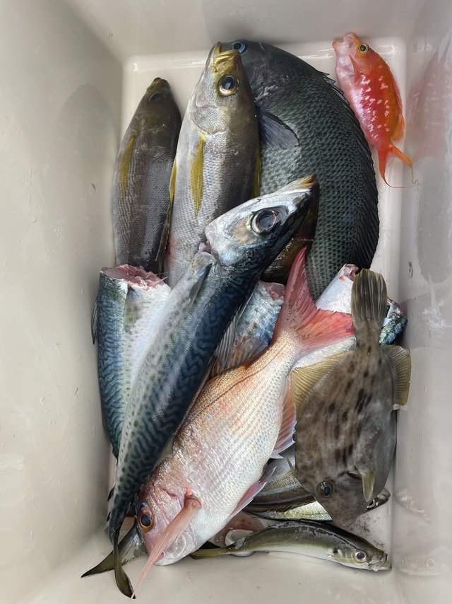 マダイ・グレ(メジナ)