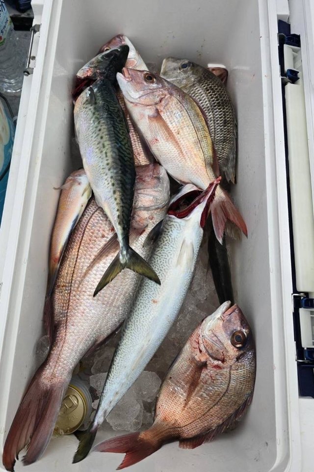 マダイ・アジ(マアジ)・アマダイ(アカアマダイ)・エビスダイ・サバ(ゴマサバ)