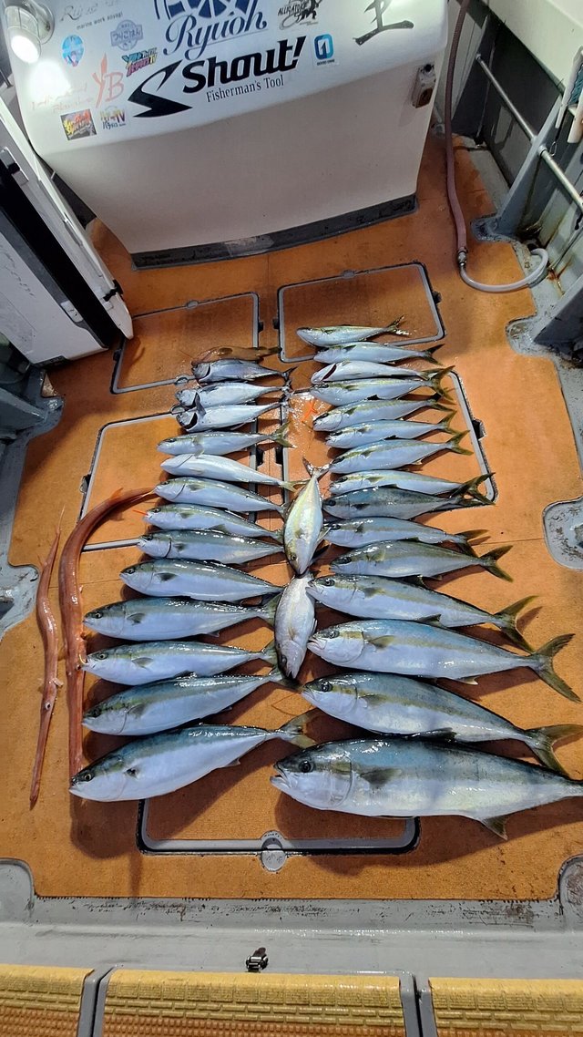 アコウ(キジハタ)・ブリ・ヒラマサ・ネリゴ(カンパチ)