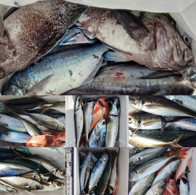 アジ(マアジ)・ソウダガツオ(ヒラソウダ)・メダイ・マゾイ(キツネメバル)・サバ(ゴマサバ)・アカメバル(メバル)