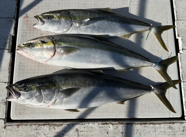 ブリ・ワラサ(ブリ)