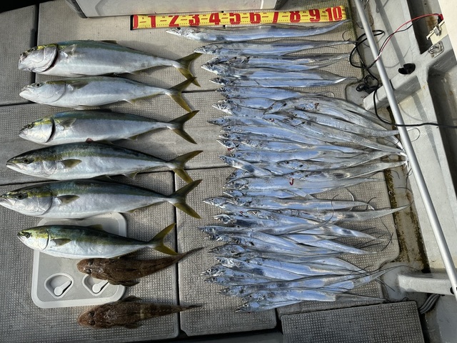 ブリ・メジロ(ブリ)・タチウオ・コチ(マゴチ)