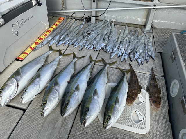 ブリ・メジロ(ブリ)・タチウオ・コチ(マゴチ)