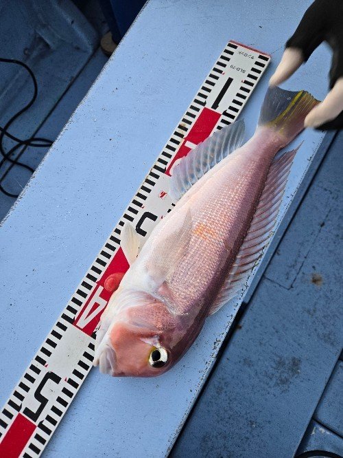 アマダイ(アカアマダイ)