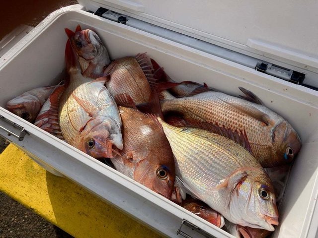 マダイ・ハナダイ(チダイ)・イサキ