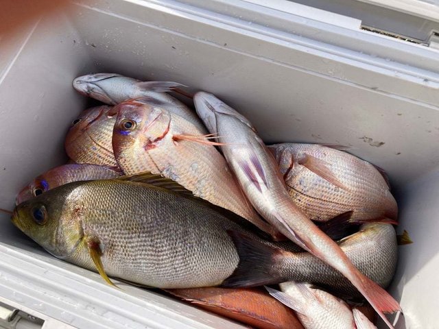 マダイ・ハナダイ(チダイ)・イサキ