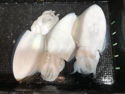 モンゴウイカ(カミナリイカ)