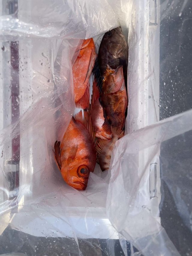 キントキ(チカメキントキ)・ハタ(マハタ)