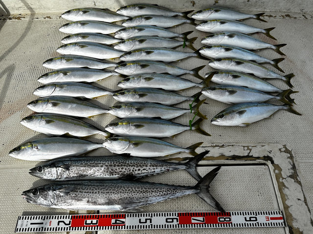 ハマチ(ブリ)・サワラ