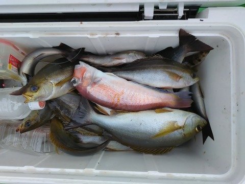 イサキ・アマダイ(アカアマダイ)