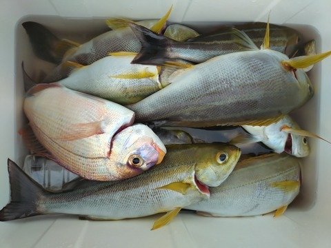 ハナダイ(チダイ)・イサキ