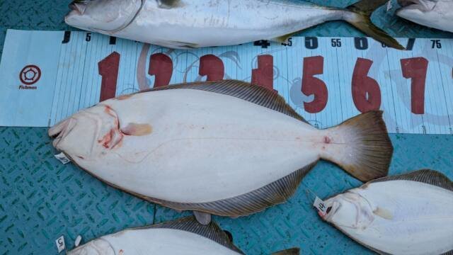 ワラサ(ブリ)・ヒラメ