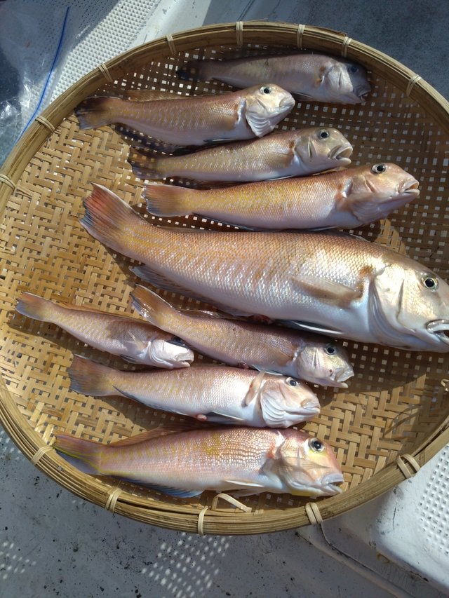 アマダイ(アカアマダイ)・シロアマダイ