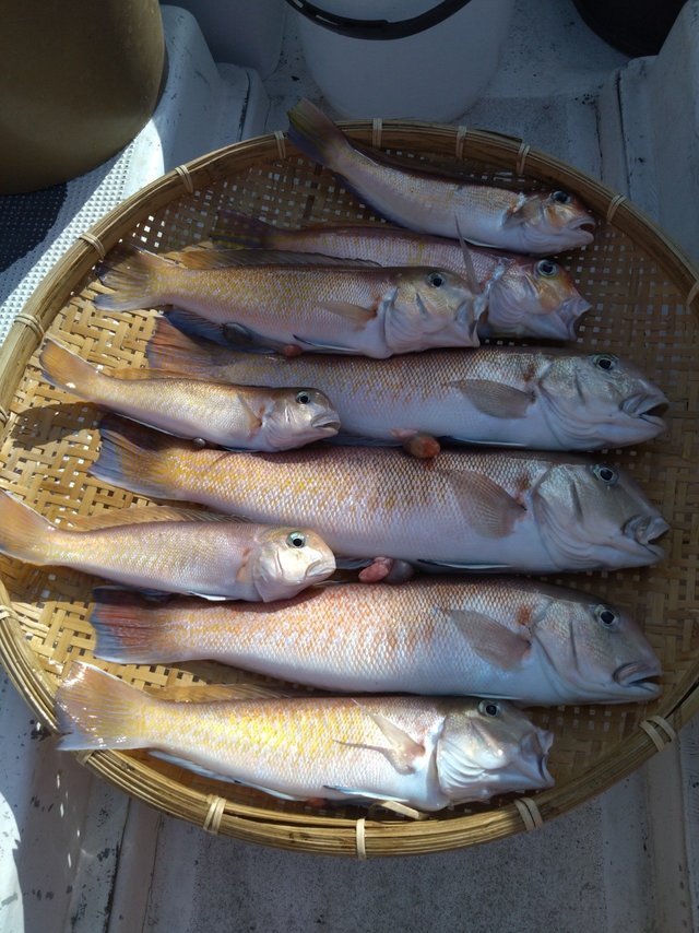 アマダイ(アカアマダイ)・シロアマダイ